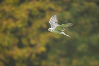 Saker falcon (Falco cherrug) flying, autumn, Bavaria, Germany