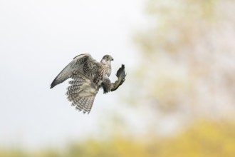 Peregrine falcon (Falco peregrinus) hunting, autumn, Bavaria, Germany