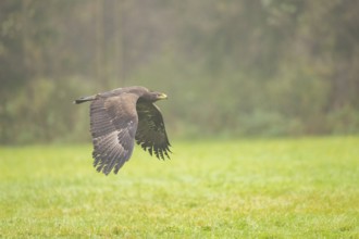 Steppe eagle (Aquila nipalensis) flying over a meadow on a foggy day in autumn, Bavaria, Germany