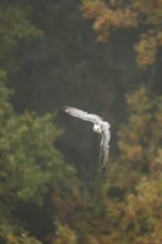 Saker falcon (Falco cherrug) flying, autumn, Bavaria, Germany