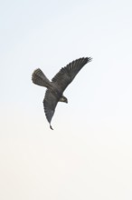 Peregrine falcon (Falco peregrinus) flying, autumn, Bavaria, Germany