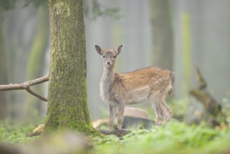 European fallow deer (dama dama) doe standing in a forest in autumn, Bavaria, Germany