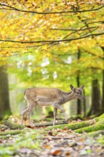 European fallow deer (dama dama) fawn walking in a forest on a foggy day in autumn, Bavaria,