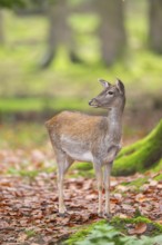 European fallow deer (dama dama) doe standing in a forest in autumn, Bavaria, Germany