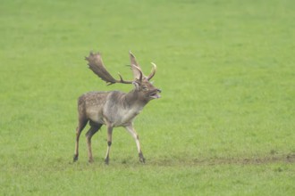 European fallow deer (dama dama) buck standing on a meadow in autumn, roaring, Bavaria, Germany