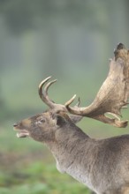 European fallow deer (dama dama) buck roaring in a forest on a foggy day in autumn, Bavaria,