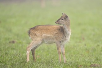 European fallow deer (dama dama) fawn standing on a meadow on a foggy day in autumn, Bavaria,