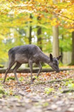 European fallow deer (dama dama) doe walking in a forest on a foggy day in autumn, Bavaria, Germany