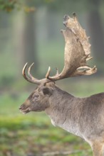 European fallow deer (dama dama) buck in a forest on a foggy day in autumn, portrait, Bavaria,