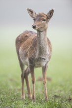 European fallow deer (dama dama) doe standing on a meadow on a foggy day in autumn, Bavaria,