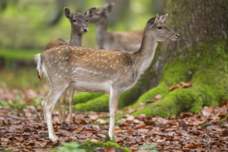 European fallow deer (dama dama) doe standing in a forest in autumn, Bavaria, Germany