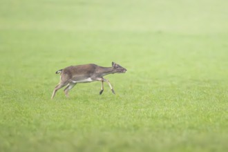 European fallow deer (dama dama) doe running on a meadow in autumn, Bavaria, Germany