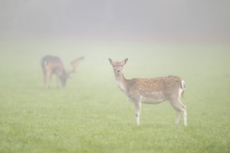 European fallow deer (dama dama) doe standing on a meadow on a foggy day in autumn, Bavaria,