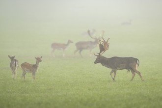 European fallow deer (dama dama) buck with its pack during the mating season on a meadow on a foggy