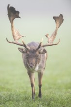 European fallow deer (dama dama) buck on a meadow on a foggy day in autumn, Bavaria, Germany