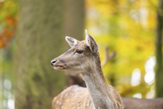 European fallow deer (dama dama) doe standing in a forest on a foggy day in autumn, portrait,