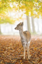 European fallow deer (dama dama) doe standing in a forest on a foggy day in autumn, Bavaria,