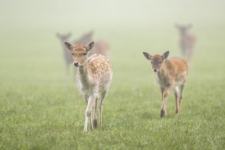 European fallow deer (dama dama) doe walking on a meadow on a foggy day in autumn, Bavaria, Germany