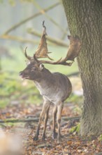 European fallow deer (dama dama) buck roaring in a forest on a foggy day in autumn, Bavaria,