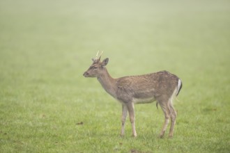 European fallow deer (dama dama) buck standing on a meadow on a foggy day in autumn, Bavaria,