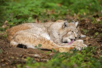 Eurasian lynx (Lynx lynx) lying in a forest in autumn, Bavaria, Germany
