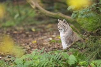 Eurasian lynx (Lynx lynx) sitting in a forest in autumn, Bavaria, Germany
