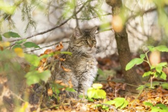 European wildcat (Felis silvestris silvestris) sitting in a forest in autumn, Bavaria, Germany