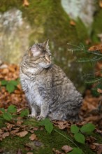 European wildcat (Felis silvestris silvestris) sitting in a forest in autumn, Bavaria, Germany