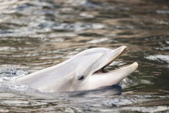 Common bottlenose dolphin (Tursiops truncatus), animal portrait, captive, Germany