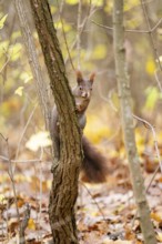 Red squirrel (Sciurus vulgaris) on a tree, Bavaria, Gernany