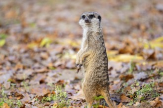 Meerkat (Suricata suricatta) standing on the ground in autumn, Germany