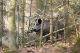 Wild boar (Sus scrofa) standing in a forest, Bavaria, Germany