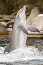 Common bottlenose dolphin (Tursiops truncatus), animal portrait, captive, Germany