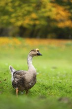 Domestic goose / swan goose (Anser cygnoides) standing on a meadow, Bavaria, Germany
