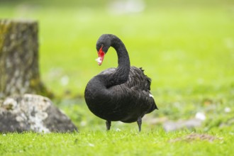 Black swan (Cygnus atratus) standing on a meadow, Bavaria, Germany