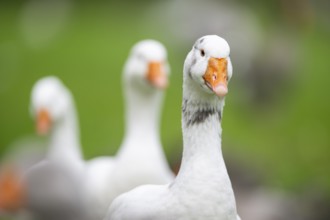 Domestic goose (Anser Anser domesticus) walking on a meadow, portrait, Bavaria, Germany