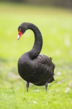 Black swan (Cygnus atratus) standing on a meadow, Bavaria, Germany