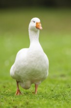 Domestic goose (Anser Anser domesticus) walking on a meadow, Bavaria, Germany