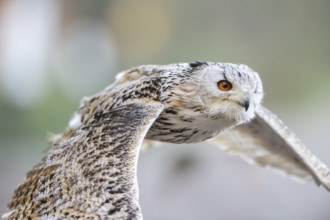 Siberian eagle-owl (Bubo bubo sibiricus) flying, autumn, Bavaria, Germany