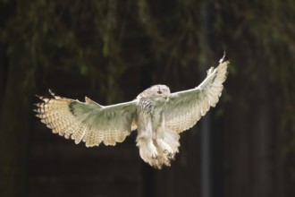 Siberian eagle-owl (Bubo bubo sibiricus) landing, autumn, Bavaria, Germany