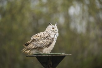 Siberian eagle-owl (Bubo bubo sibiricus) sitting, autumn, Bavaria, Germany