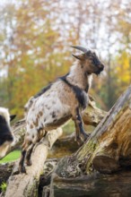 Domestic goat (Capra hircus) standing on a wood in autumn, Bavaria, Germany