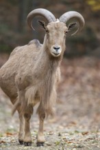 Barbary sheep (Ammotragus lervia) ram standing on the ground, Bavaria, Germany