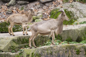 Barbary sheep (Ammotragus lervia) rams standing on big rocks, Bavaria, Germany