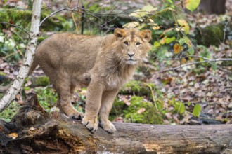 Asiatic lion (Panthera leo persica) youngster in a forest, captive, Bavaria, Germany