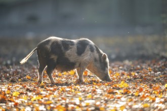 Vietnamese Pot-bellied pig in autumn, Bavaria, Germany