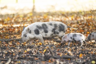 Vietnamese Pot-bellied pig with piglet in autumn, Bavaria, Germany