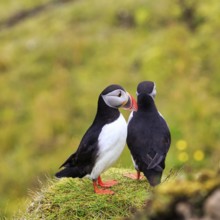 Two puffins (Fratercula arctica) on a grassy bird cliff, Cape DyrhÃ³laey in summer, Dyrholaey, VÃ­k