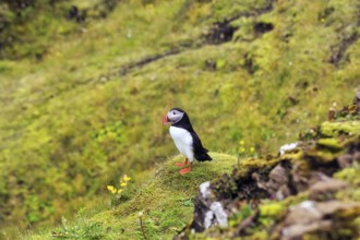 Lone puffin (Fratercula arctica) on grassy bird cliff, Cape DyrhÃ³laey in summer, Dyrholaey, VÃ­k