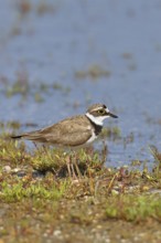 Little Ringed Plover (Charadrius dubius) adult bird standing on a gravel bank at the lakeshore,